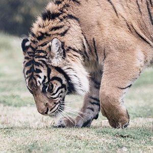 Meet your Posher, Celine